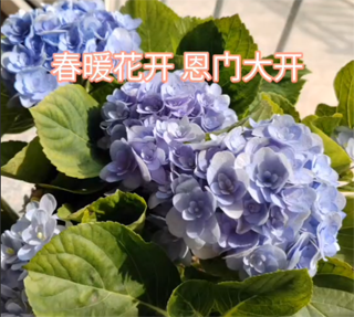 春暖花开 恩门大开